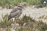 Peruvian Thick-knee